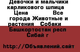 Девочки и мальчики карликового шпица  › Цена ­ 20 000 - Все города Животные и растения » Собаки   . Башкортостан респ.,Сибай г.